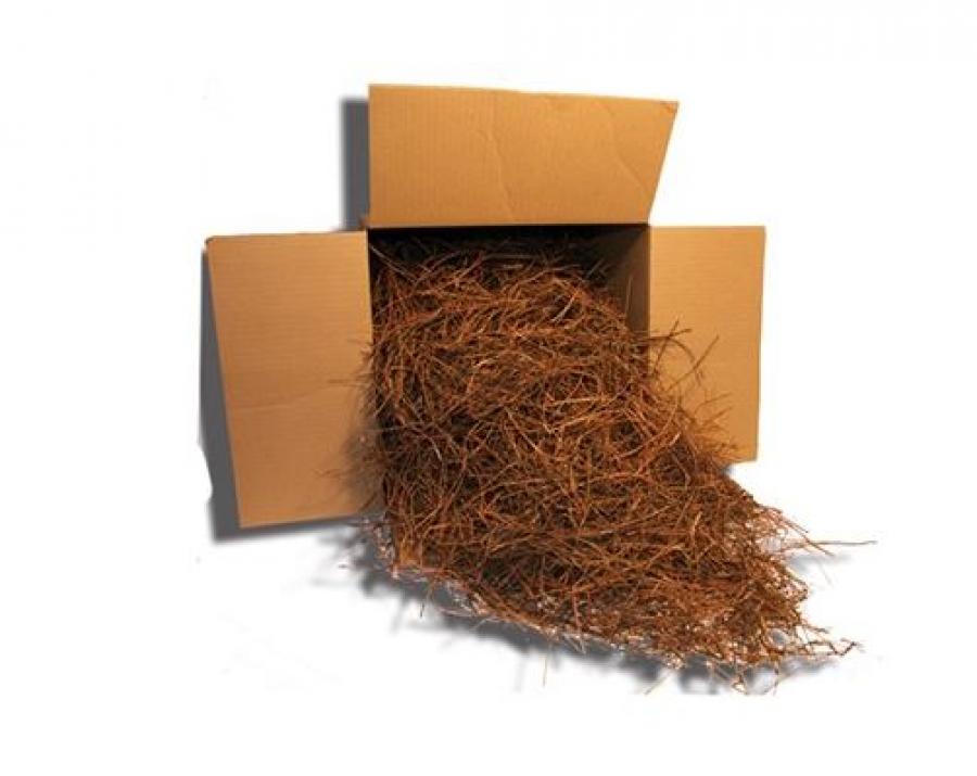 Pine Needles